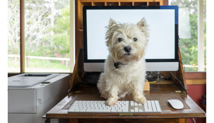 There's A New Study Out - Watching Cute Animals Good For Your Health