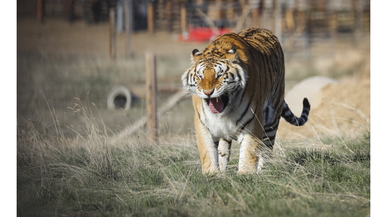 Wild Animal Sanctuary In Colorado Home To Almost 40 Tigers From Wildly Popular Documentary Of Joe Exotic "Tiger King"