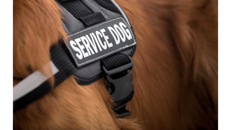 Service dog
