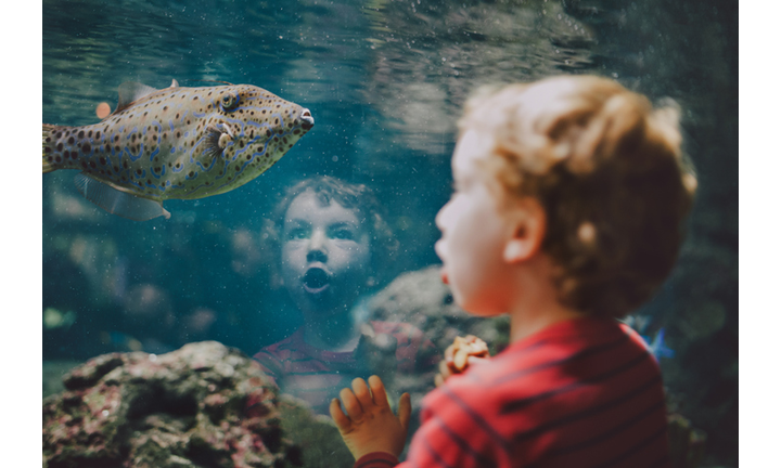 Young boy looking at fish in aquarium