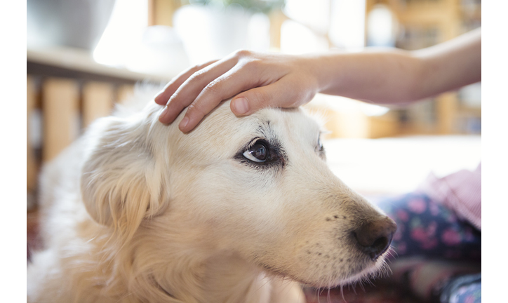 Child's hand stroking the head of a pet dog affectionately