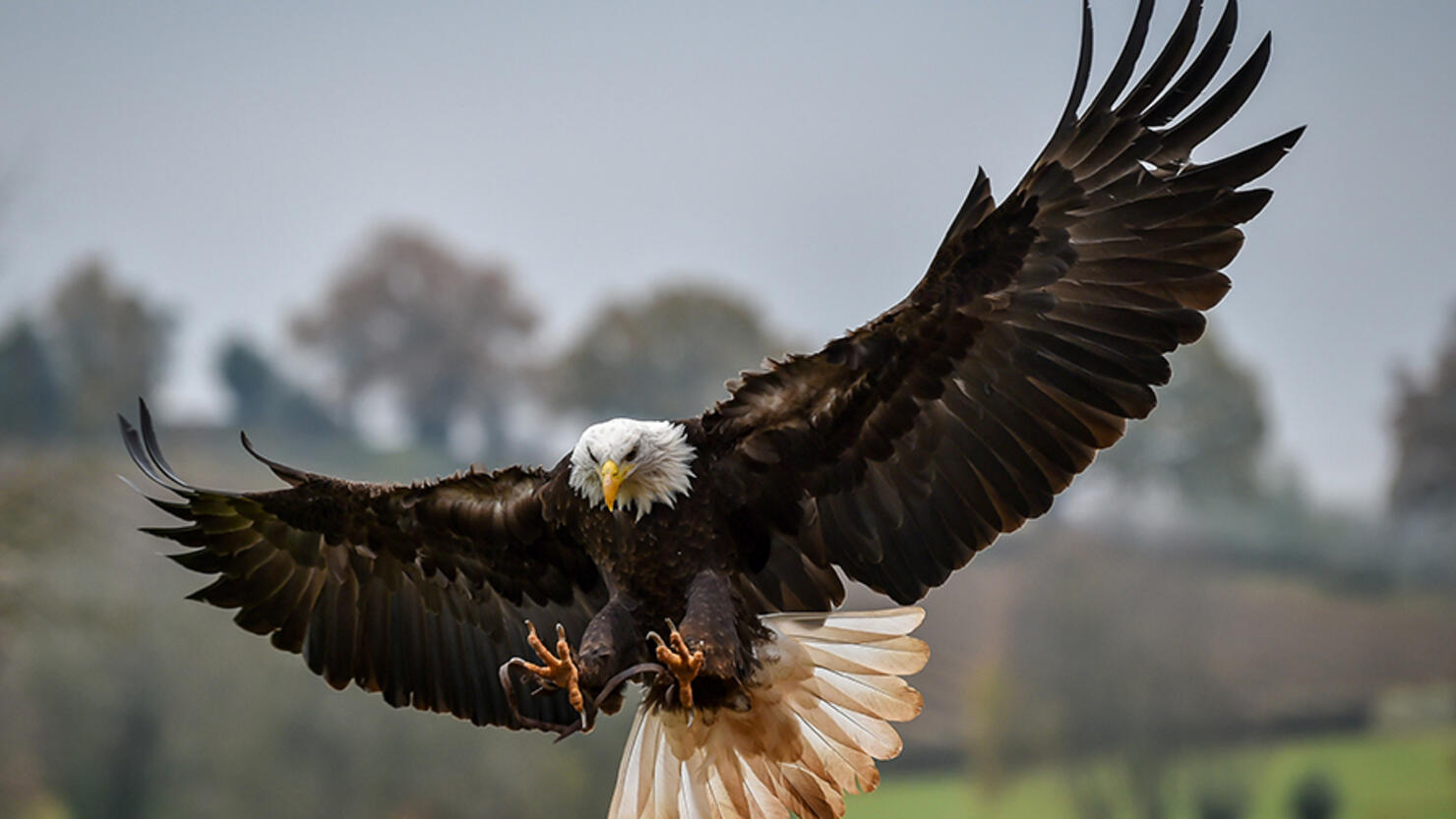 eagle attack