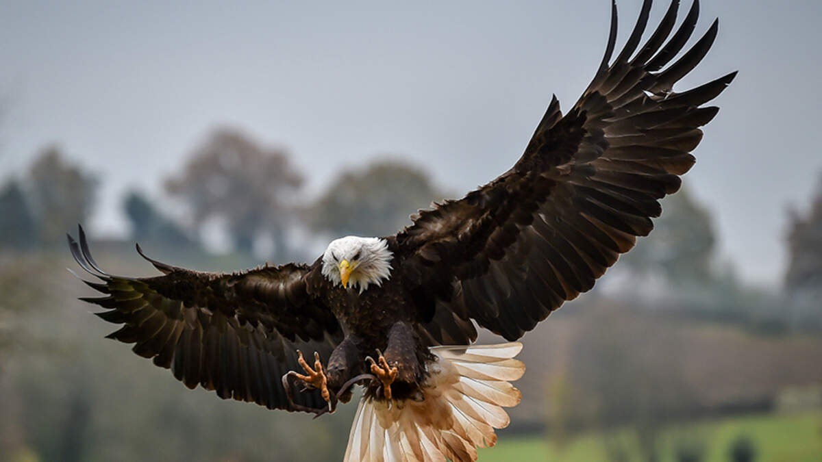 Bald Eagle Attacks State Drone Sending It To The Bottom Of Lake Michigan -  CBS Detroit