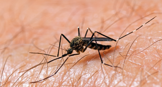 Mosquito on Skin