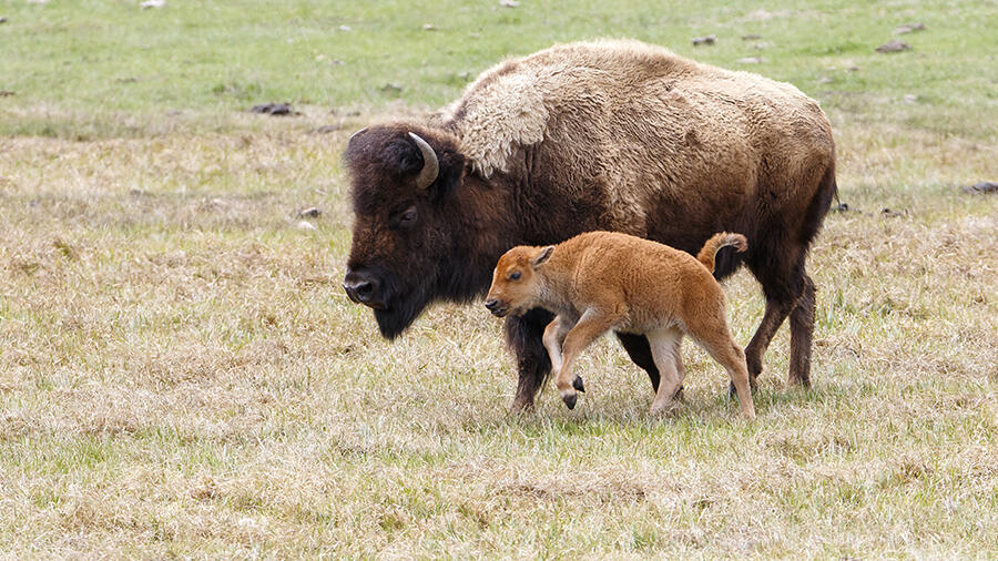 Bison Attacks Woman Who Got Too Close To Its Calf | iHeart