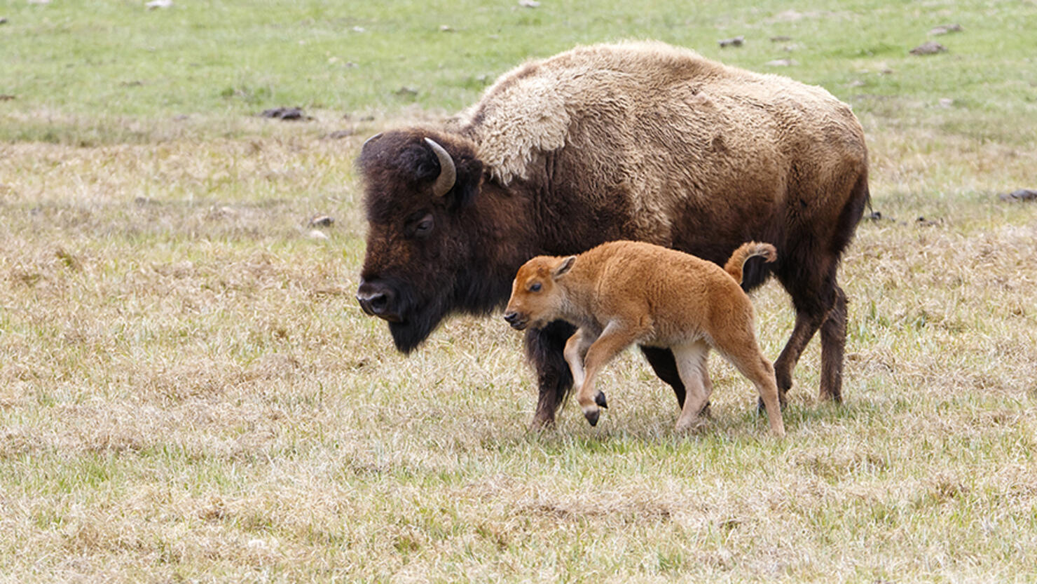 Bison Attacks Woman Who Got Too Close To Its Calf 