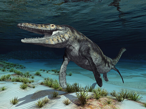 Photo Credit: Getty Images / Mosasaurs