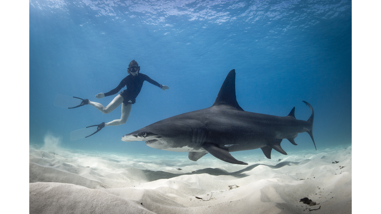 Woman free diving with Hammerhead shark, Bimini, Bahamas