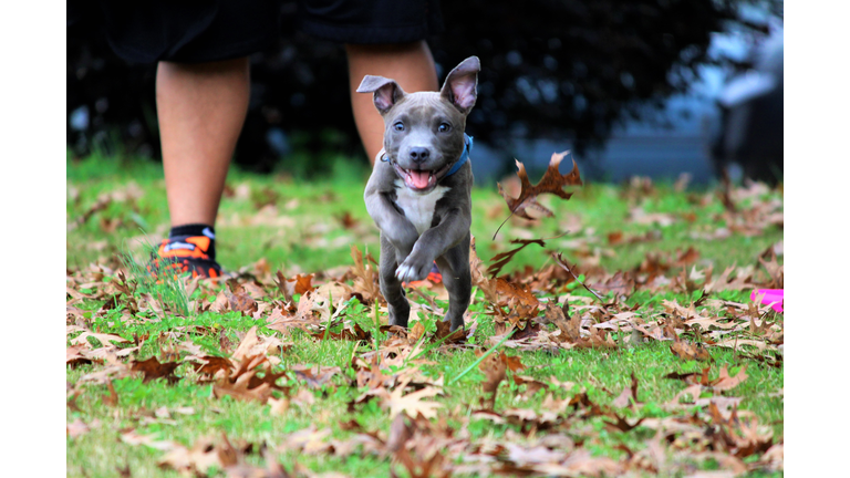 Portrait Of Dog Running On Field At Back Yard