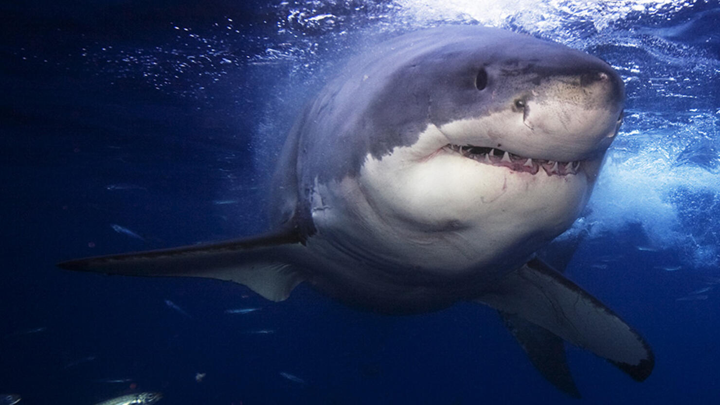 Surfer Repeatedly Punched A Great White Shark To Save His Wife's Life