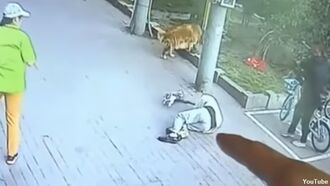Watch: Man Knocked Out by Falling Cat