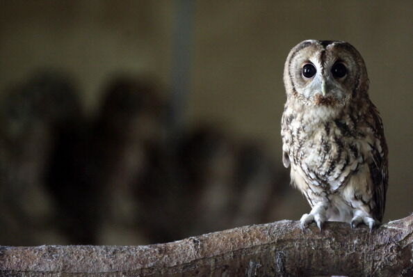 Rescued Baby Tawny Owls Prepare To Be Released