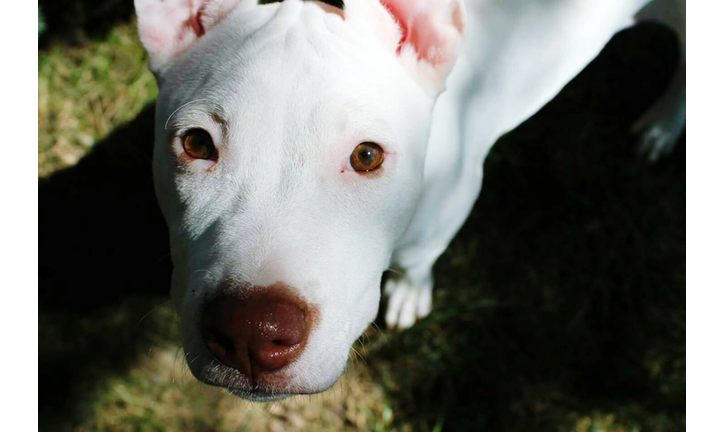 Close-Up Portrait Of White Dog