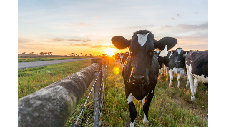 Cow and farmland at sunrise