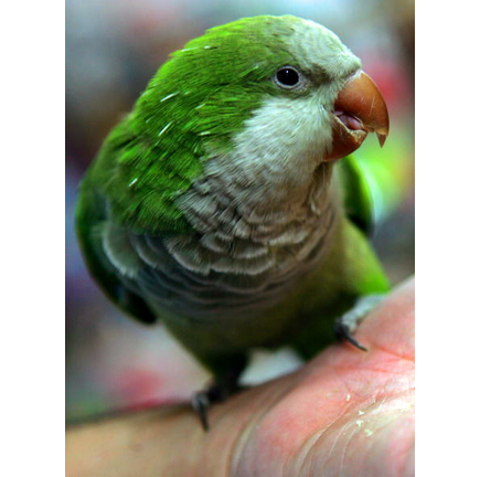 Flu Risk Sees Call For Ban On Bird Trade