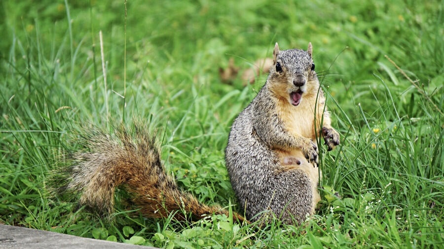 Squirrels Are Splooting To Stay Cool During Austin S 100 Degree Days Iheart