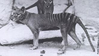 Study Suggests Tasmanian Tiger Was Smaller Than Suspected