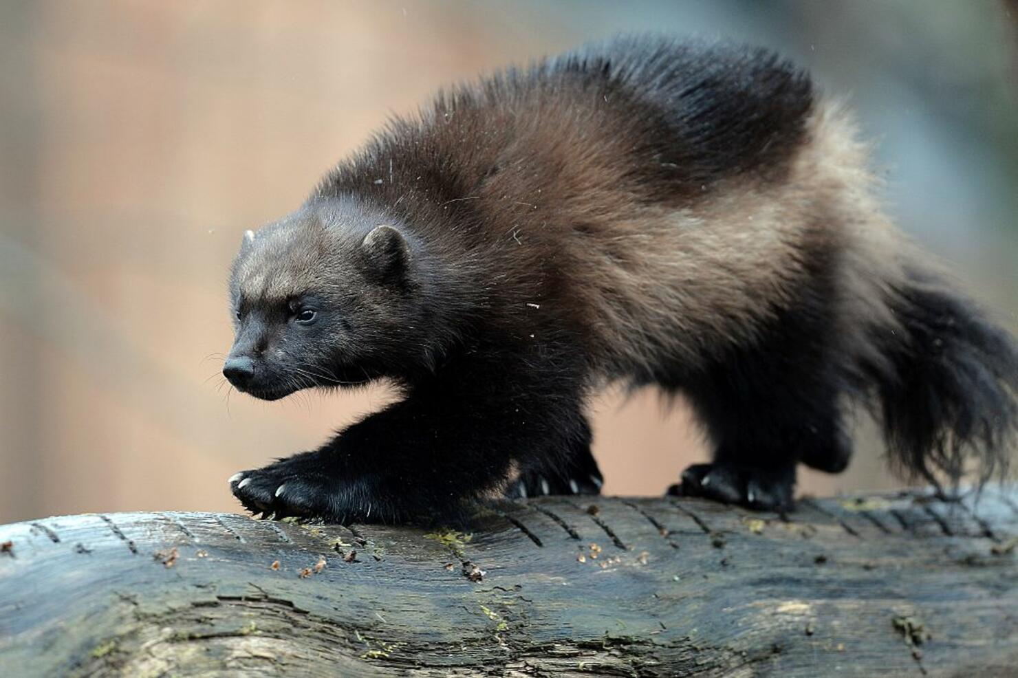 Rare Wolverines Make New Home At Mount Rainier National Park iHeartRadio