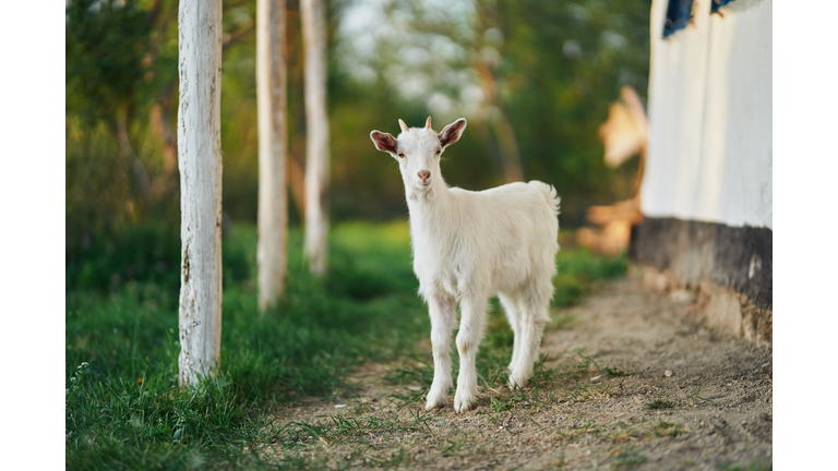 young goat in nature