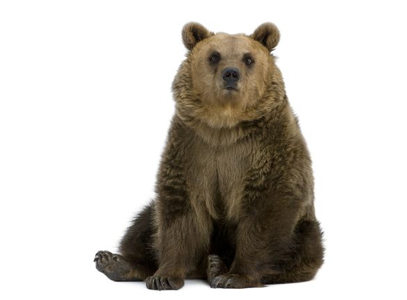 Front view of Brown Bear, 8 years old, sitting.