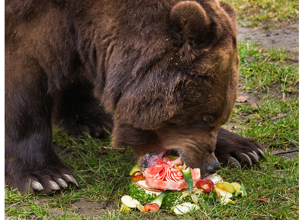 GERMANY-ZOO-ANIMAL-BEAR-FEATURE