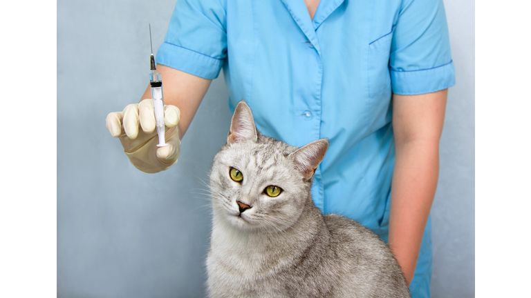 The veterinarian vaccinates the cat