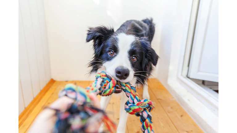 Hey Pet Owners!  Chewy is Selling Toys and More and WAY cheap!