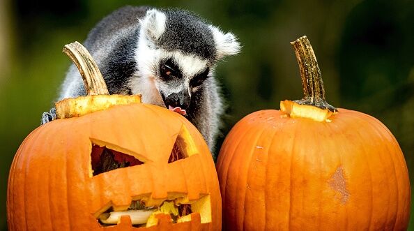 A Five-Year-Old Helps Find Zoo’s Missing Endangered Lemur