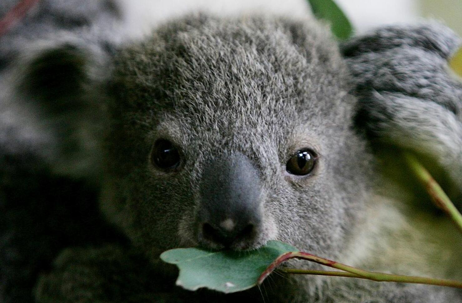 Koala Born at Cleveland Zoo for the First Time in 10 Years