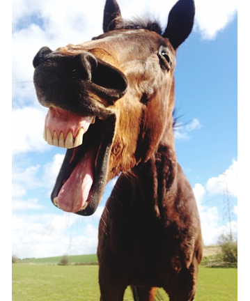 Close-Up Of Horse Mouth Open