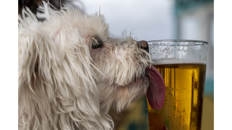 Dog Licking A Beer Glass