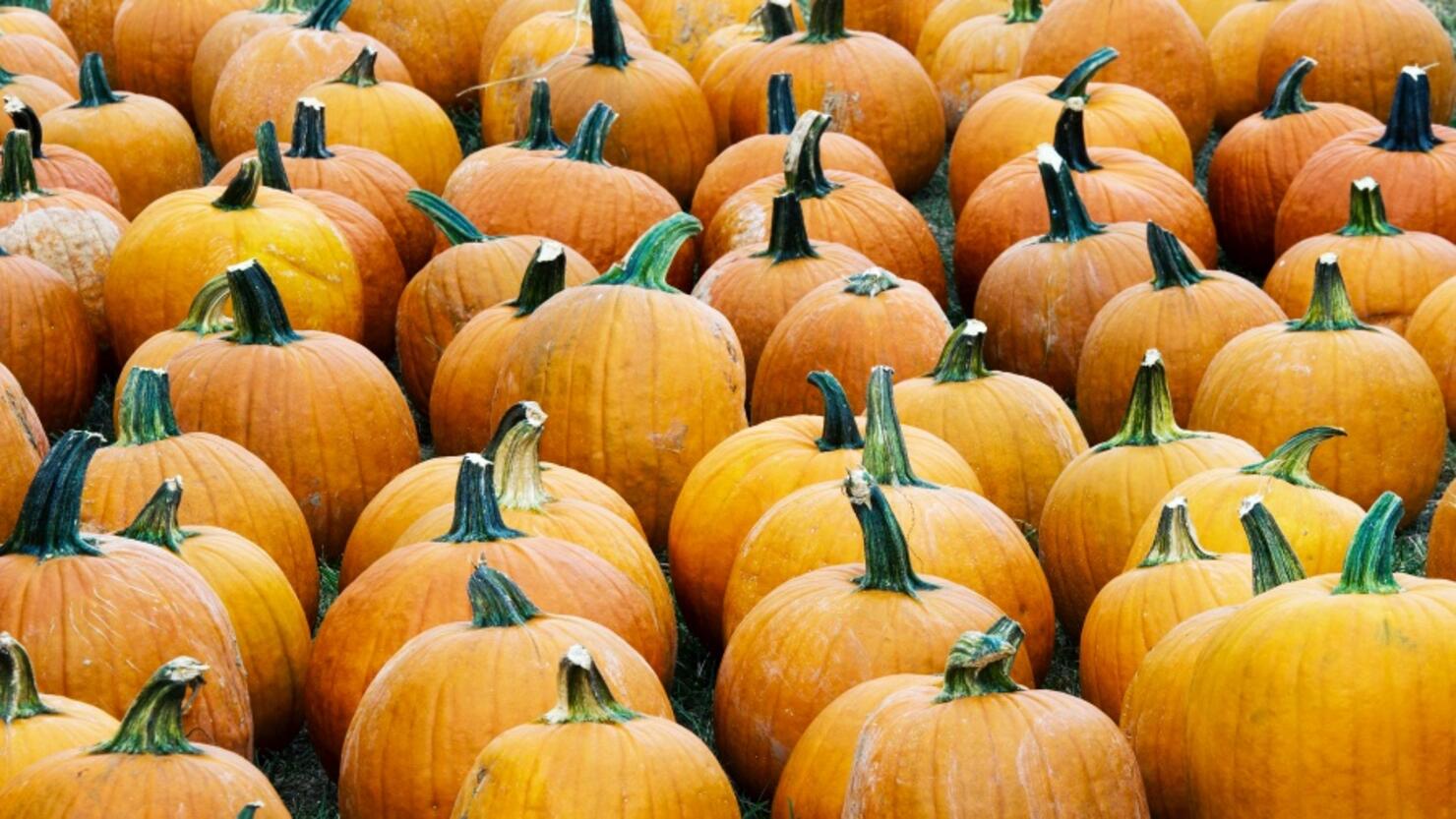 US-HALLOWEEN-PUMPKIN