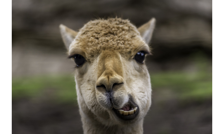 Close-Up Portrait Of Llama