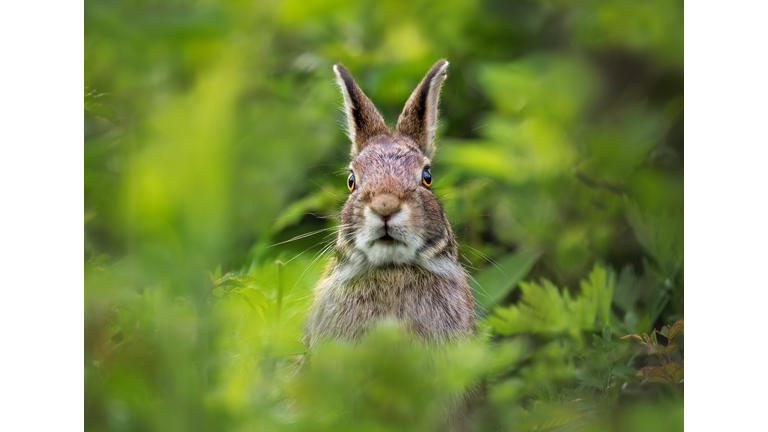 Portrait of a Rabbit