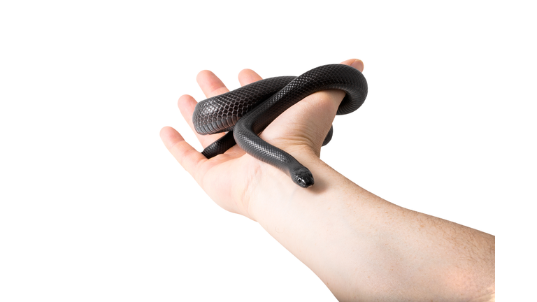 Close-Up Of Cropped Hand Holding Black Snake Against White Background