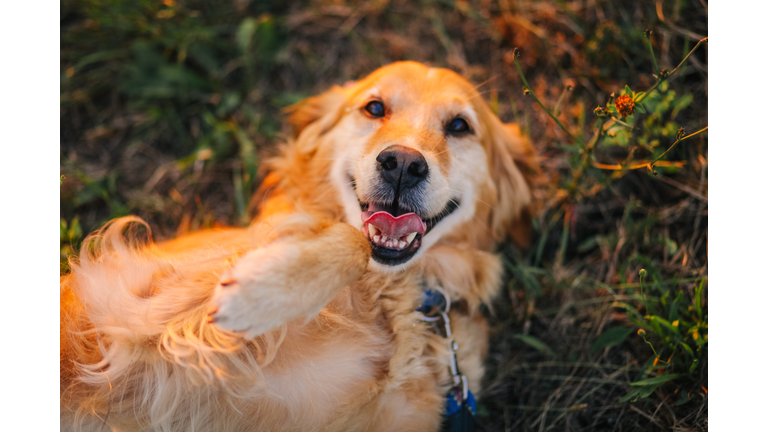 Golden retriever lying on back