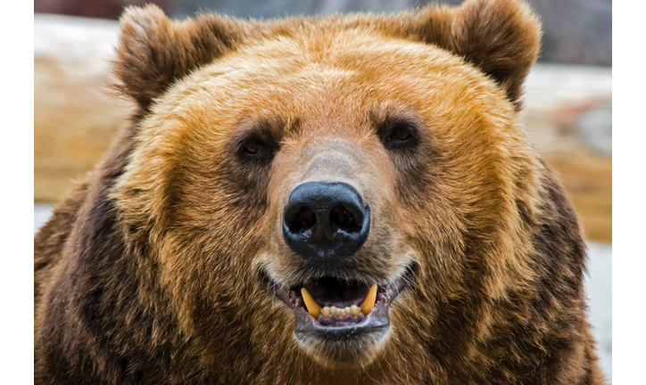 Grizzly bear close up