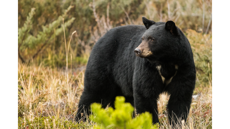 Ours noir