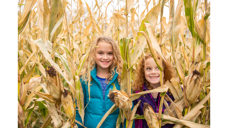 Two Young Girls In Corn Field