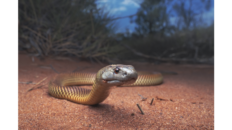 Juvenile king brown/mulga snake (Pseudechis australis) near spinifex vegetation