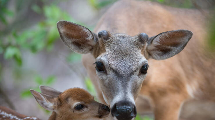 Man Saves Exhausted Fawn in River | Magic 96.5 | JT