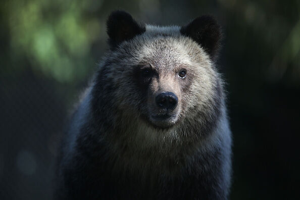 Palm Beach Zoo Debuts Grizzly Bear Cubs