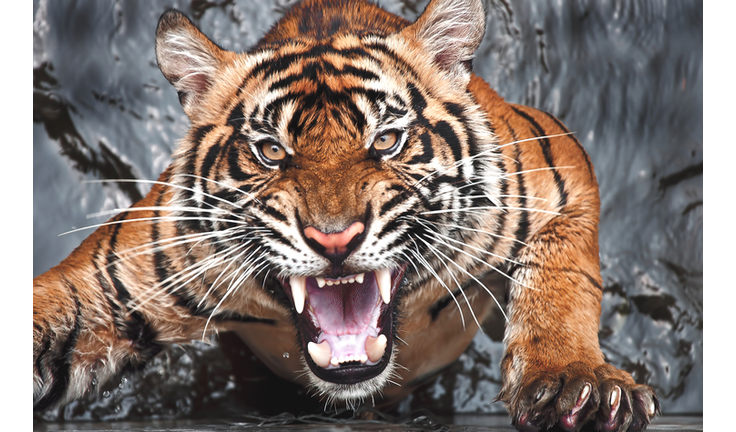 Portrait of angry tiger