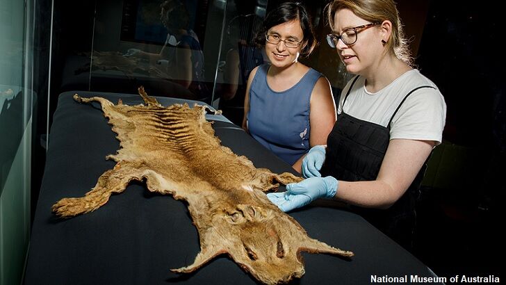 Newfound Tasmanian Tiger Pelt Provides Fresh Insights on Extinct Creature's Fur