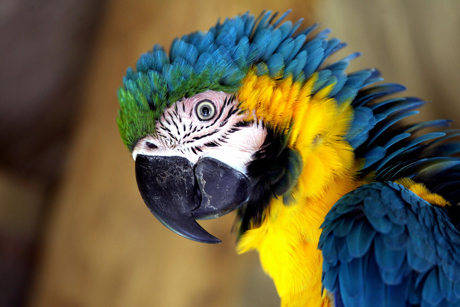 Parrot singing store beyonce