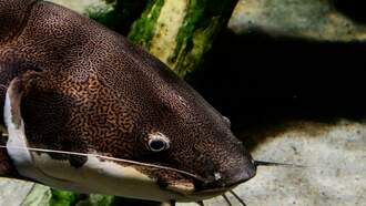 Man Catches Huge Catfish - Finds Adult Toy In Its Stomach!