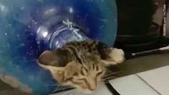Watch: Kitten Rescued From Plastic Jug