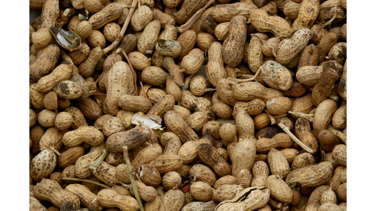 SUDAN-AGRICULTURE-PEANUTS-EXPORT