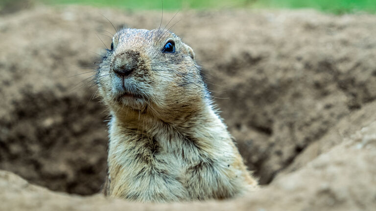 Prairie dogs