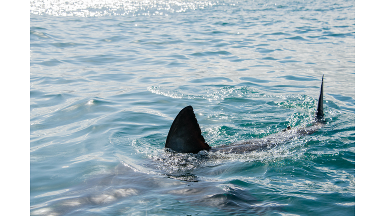 The fin of a great white shark, Gansbaai, south Africa